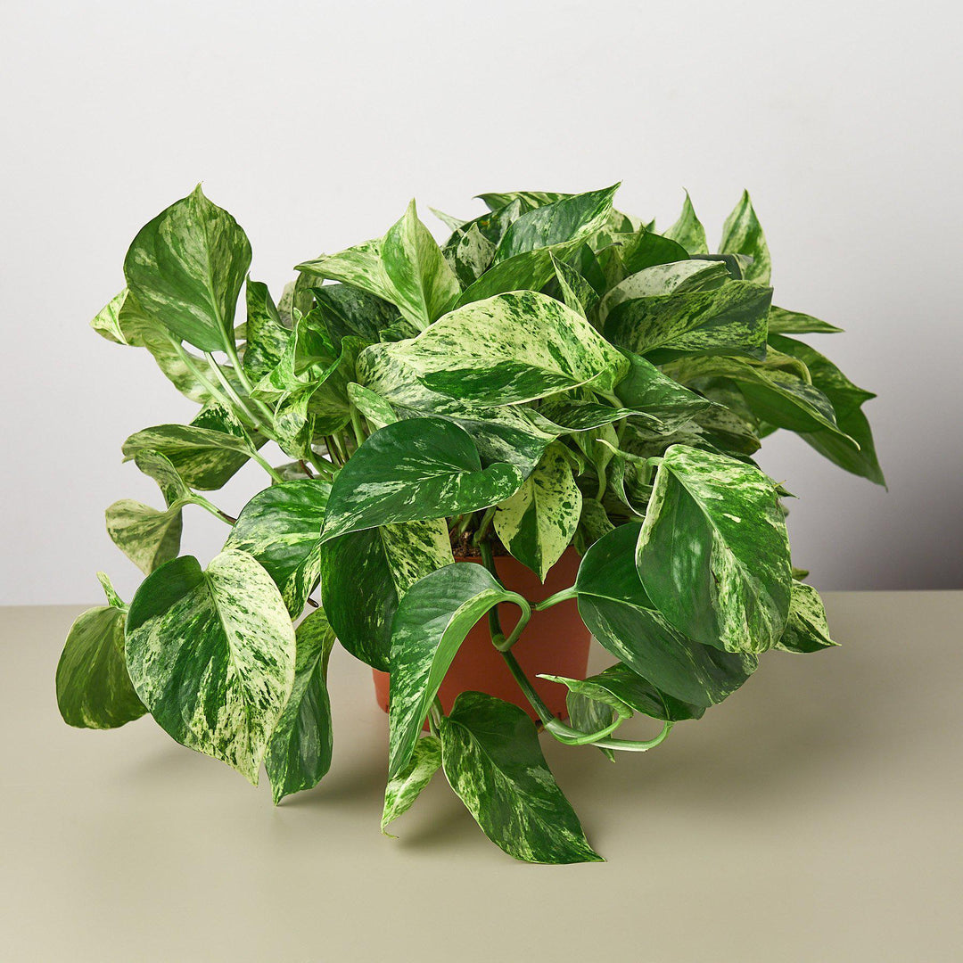 Pothos &