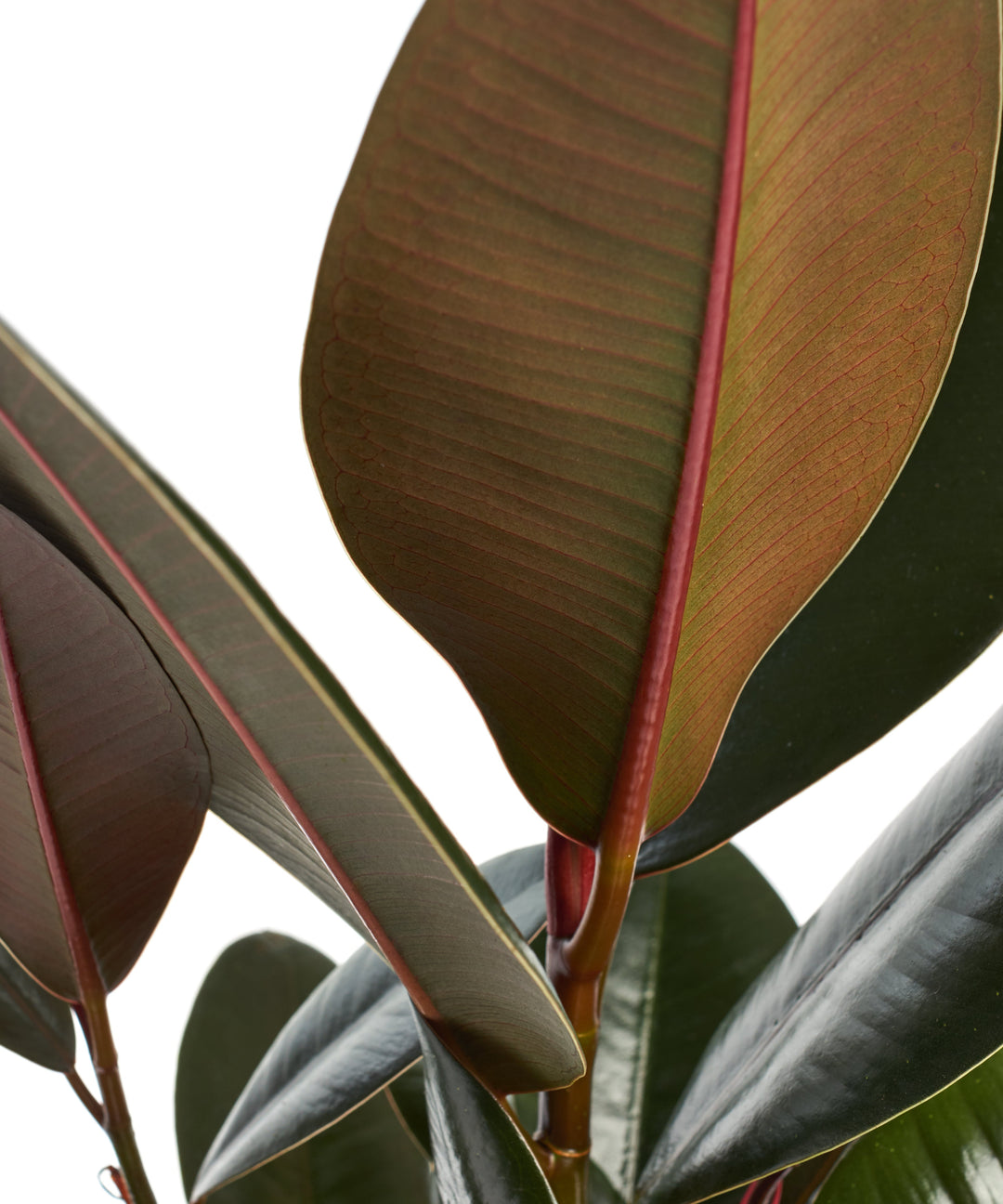 Ficus Elastica &
