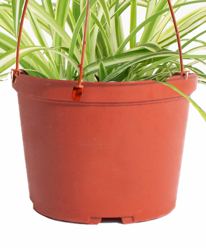 Chlorophytum comosum &