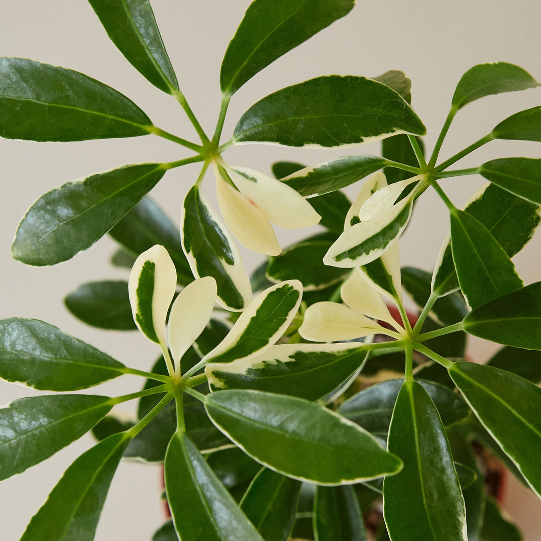 Schefflera &