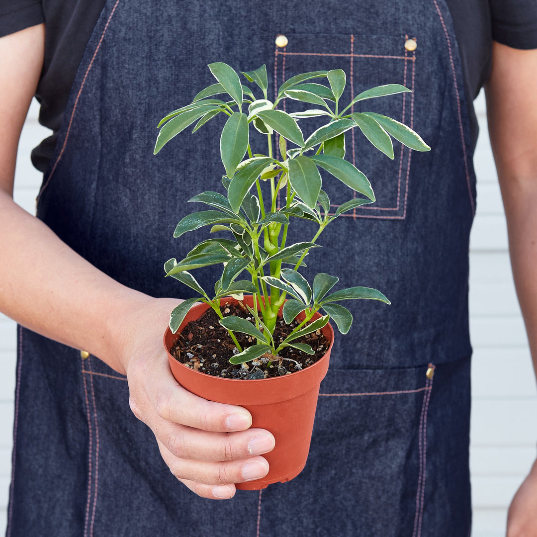 Schefflera &