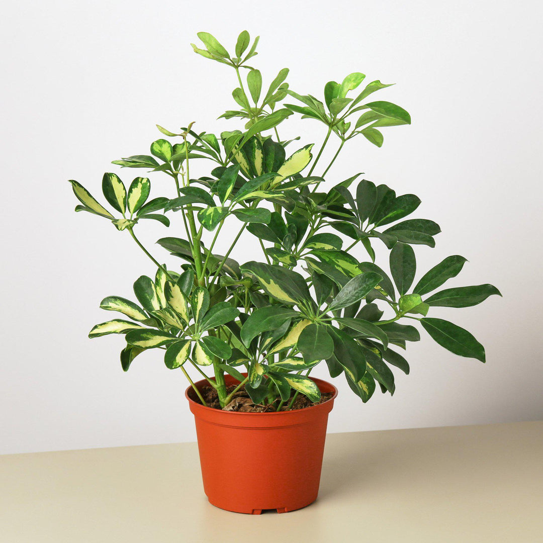 Schefflera &