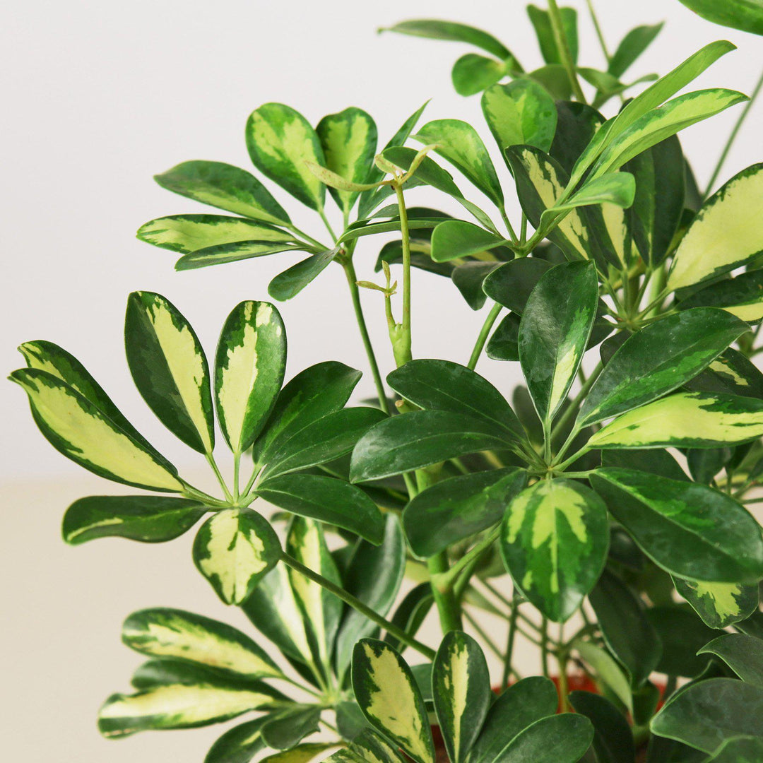Schefflera &