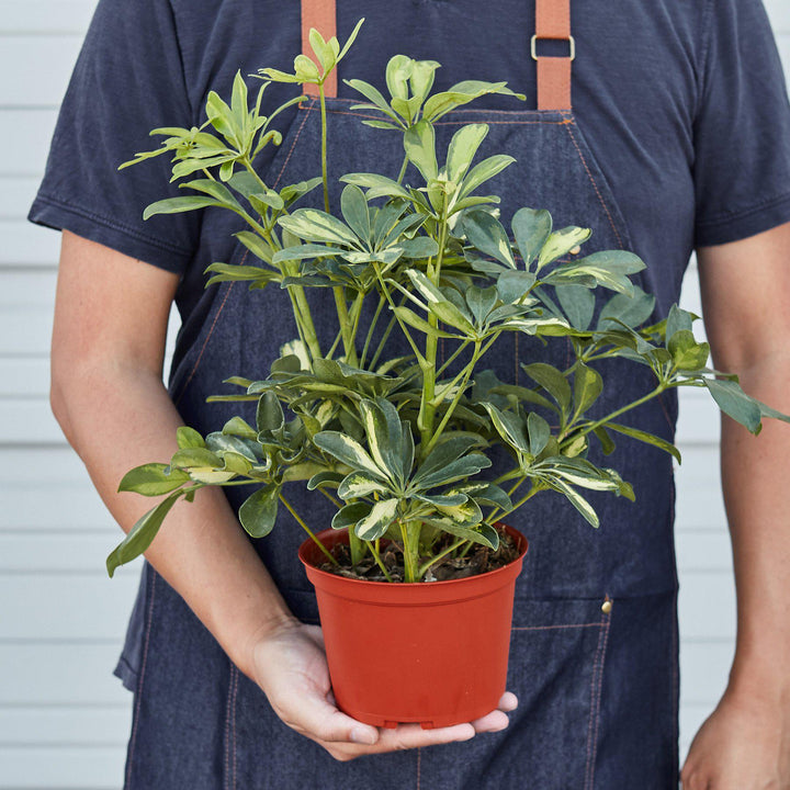 Schefflera &