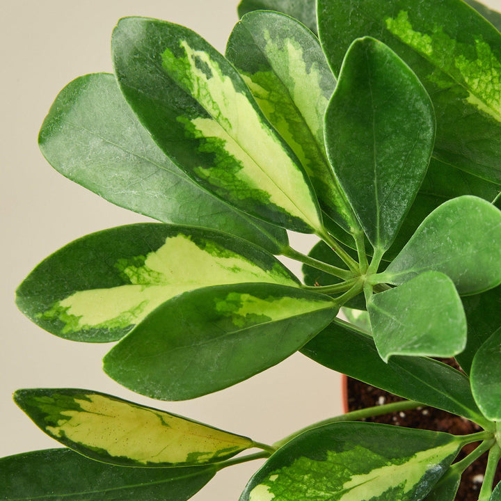 Schefflera &