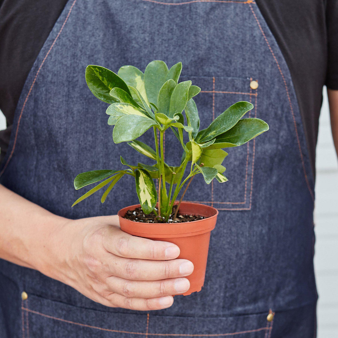 Schefflera &