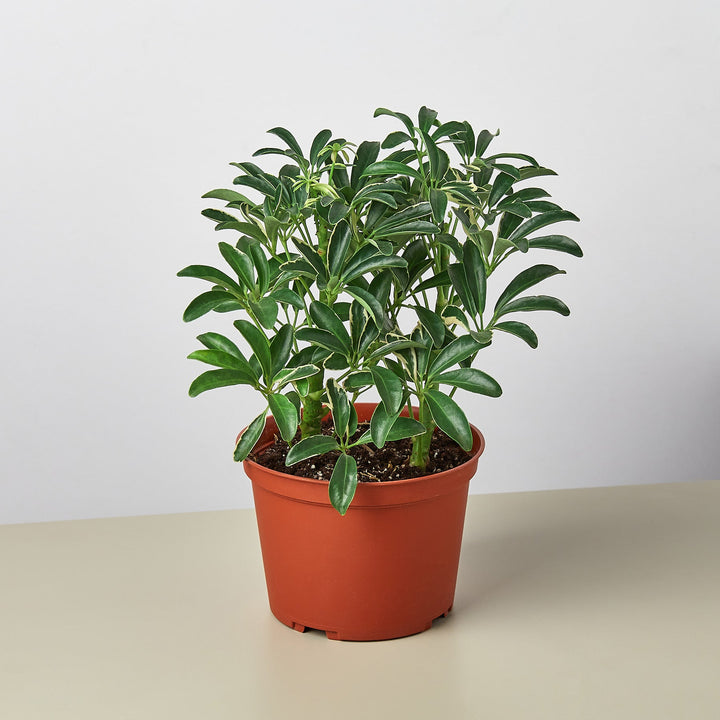 Schefflera &