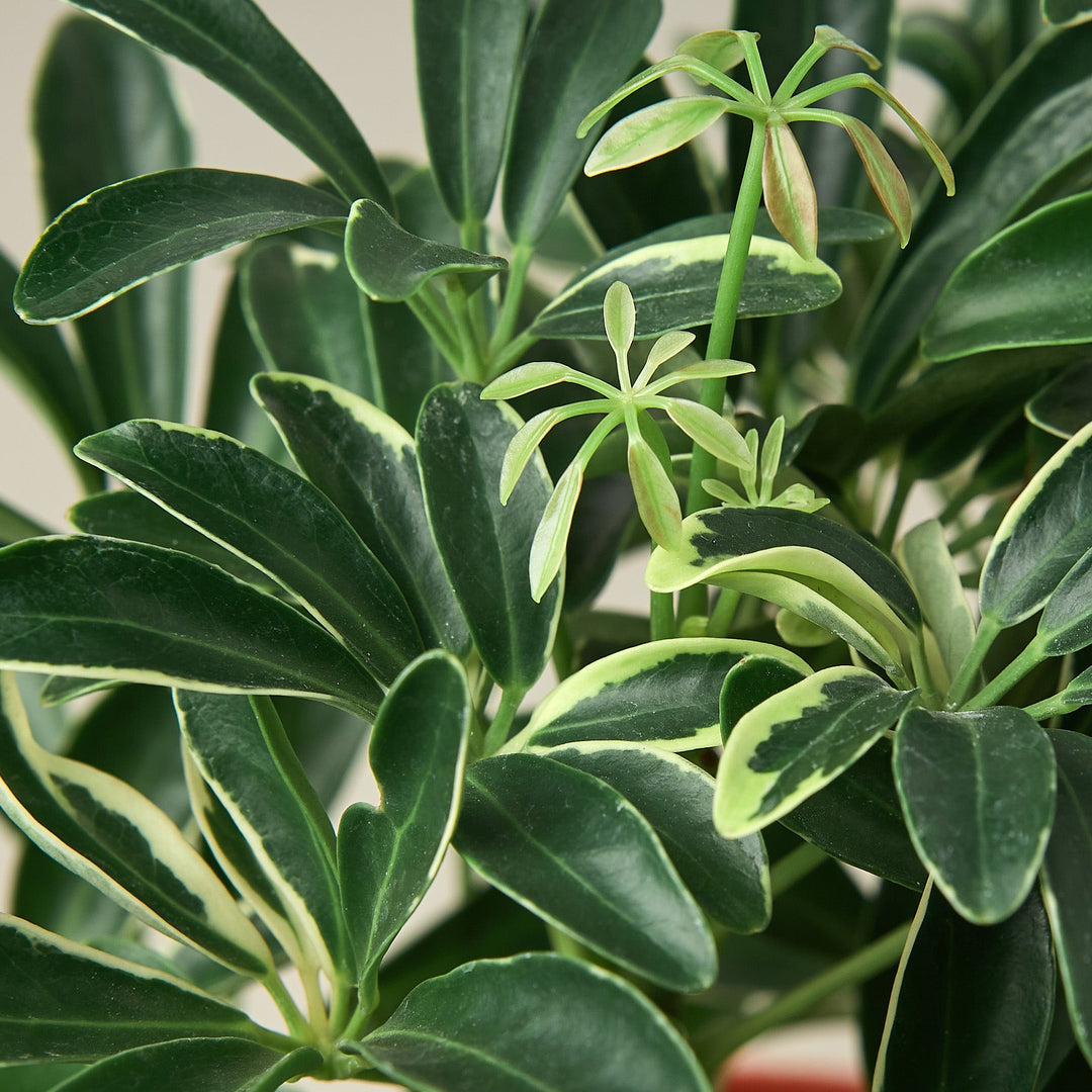 Schefflera &
