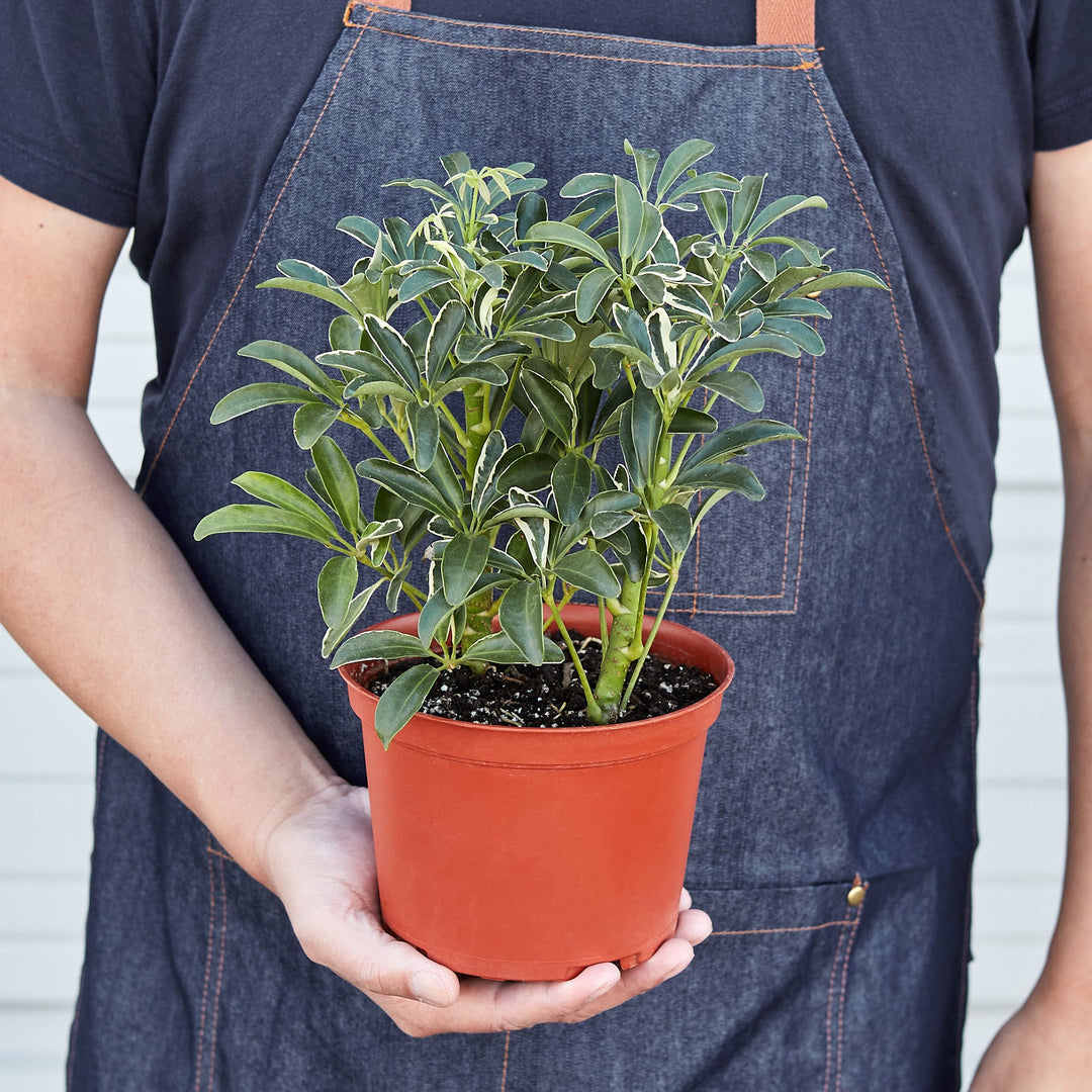 Schefflera &