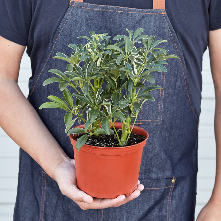 Schefflera &