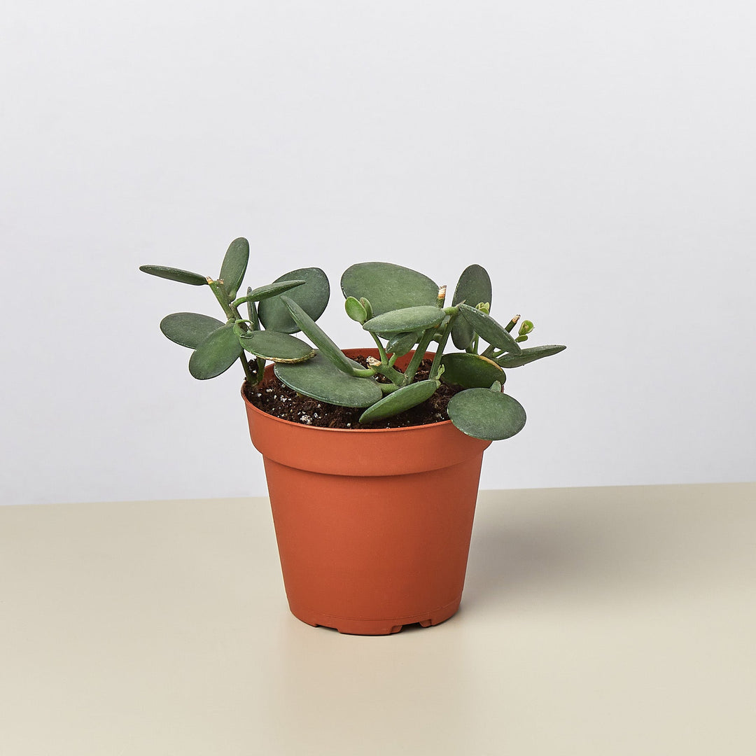 Succulent Xerosicyos &