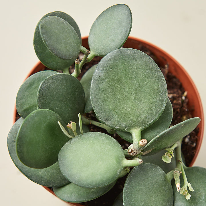 Succulent Xerosicyos &