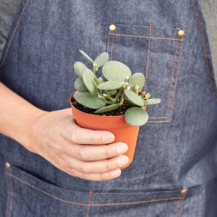Succulent Xerosicyos &