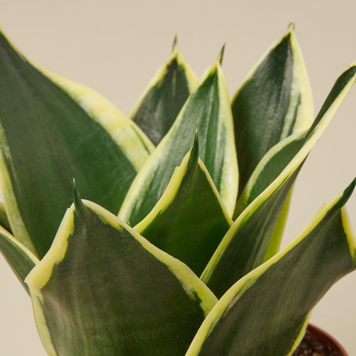 Snake Plant &