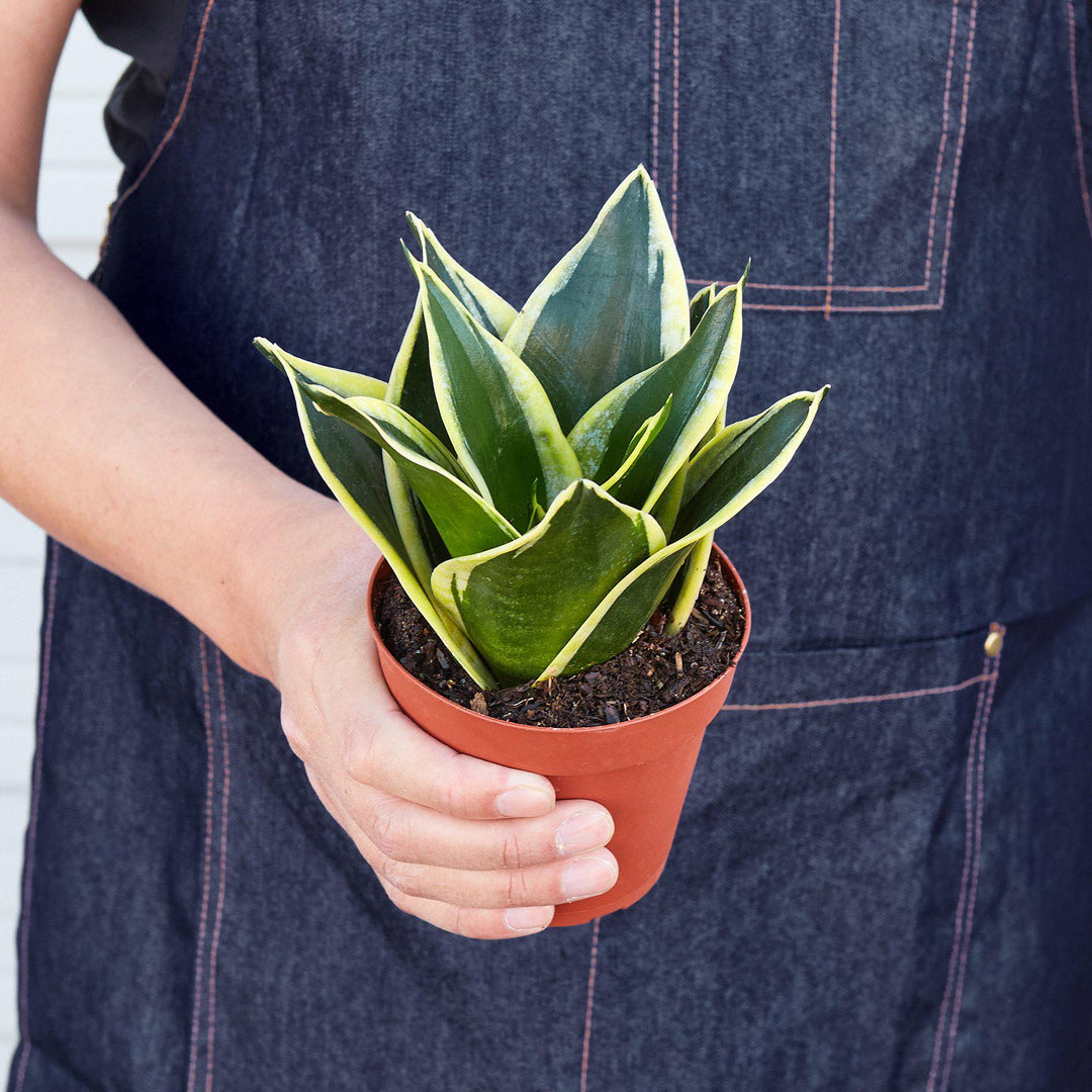 Snake Plant &