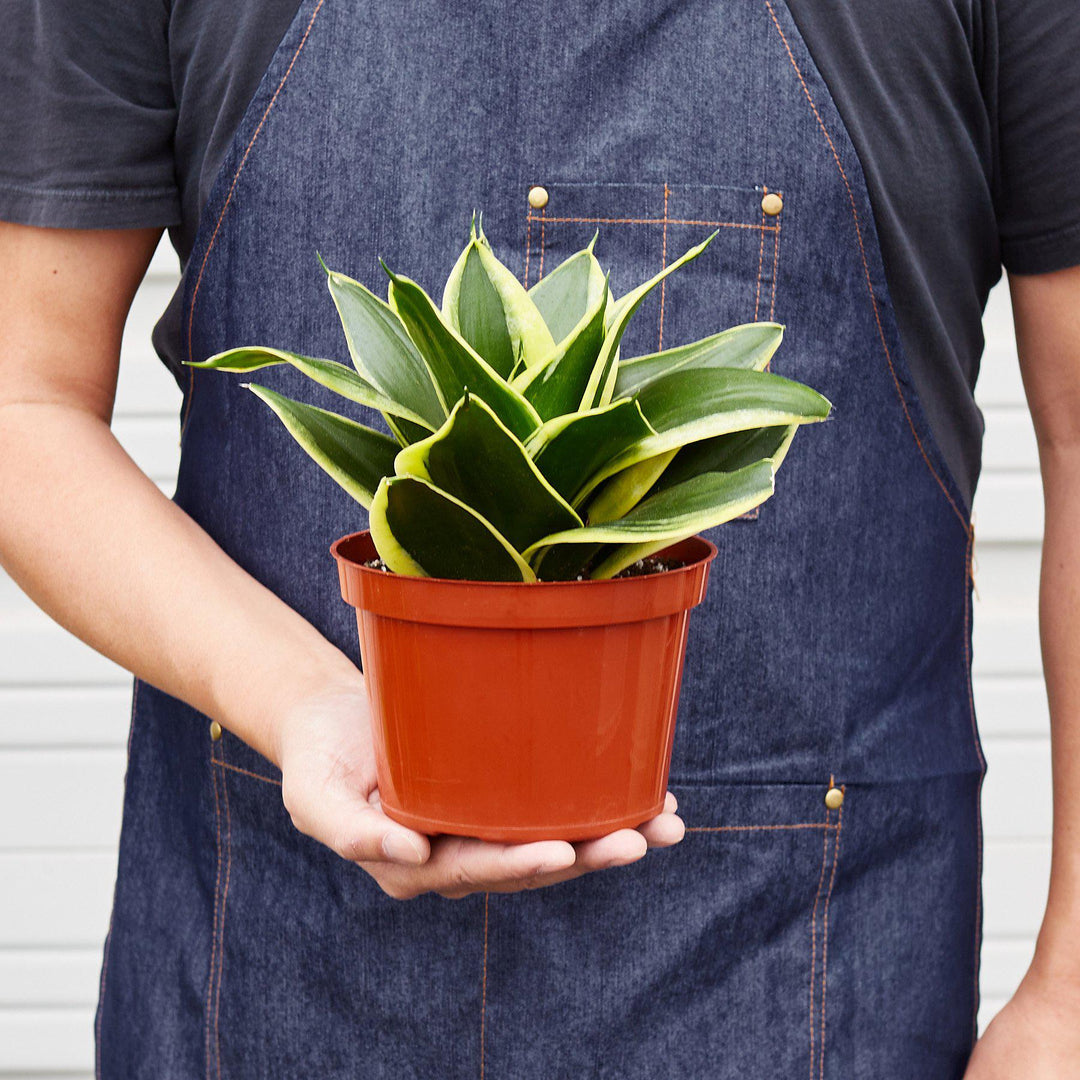 Snake Plant &
