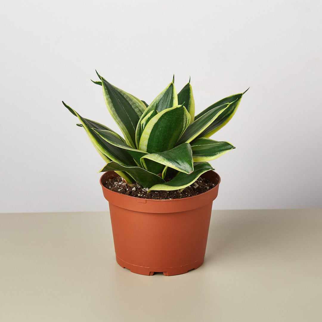 Snake Plant &