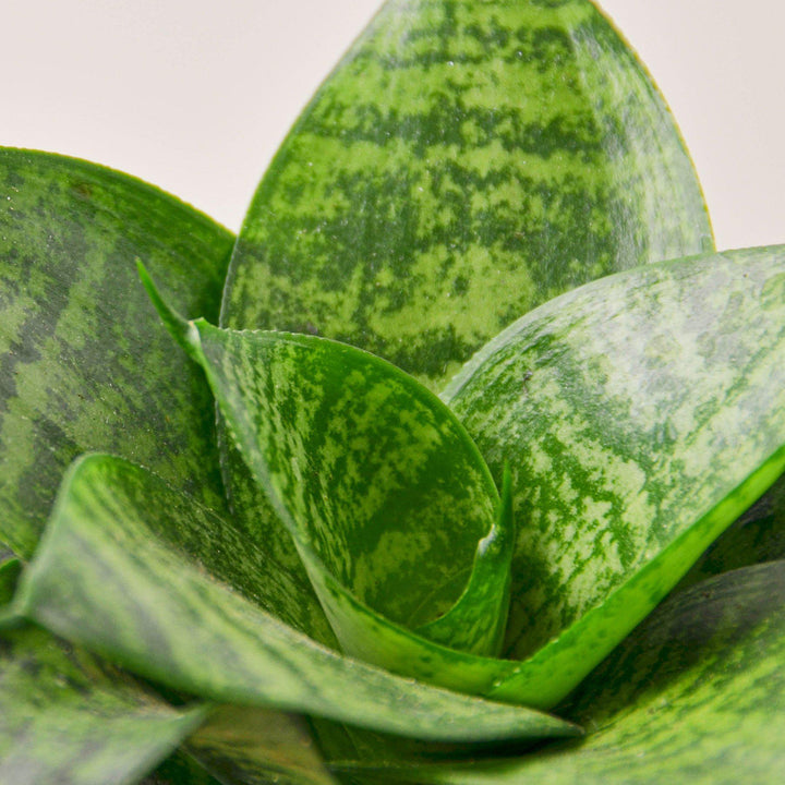 Snake Plant &