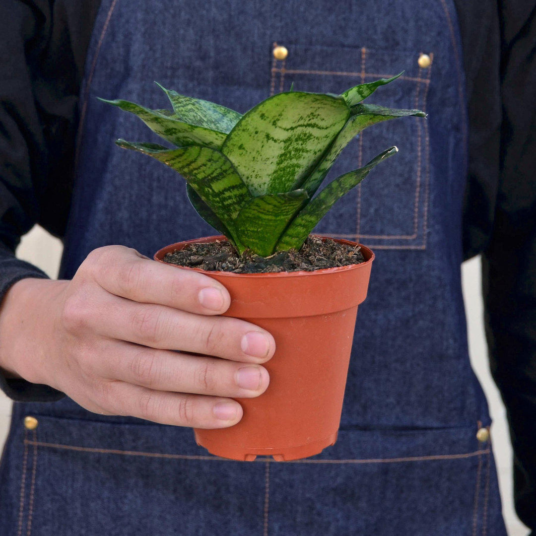 Snake Plant &