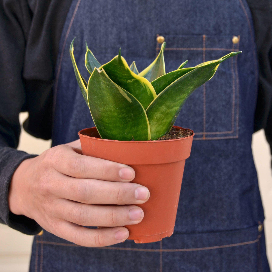 Snake Plant &