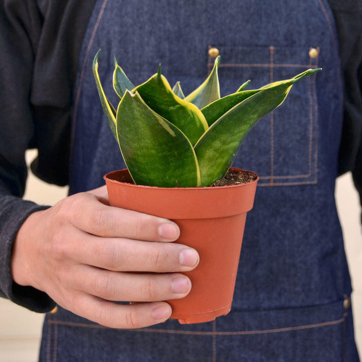 Snake Plant &