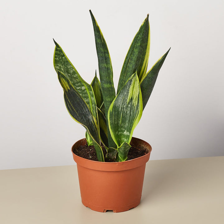 Snake Plant &