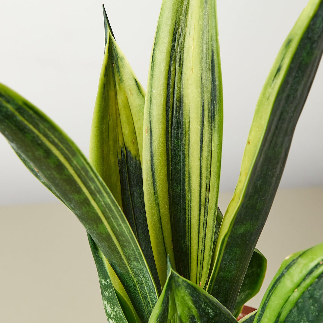Snake Plant &