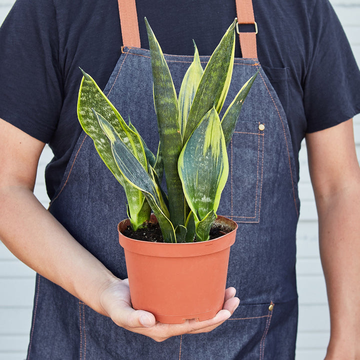 Snake Plant &