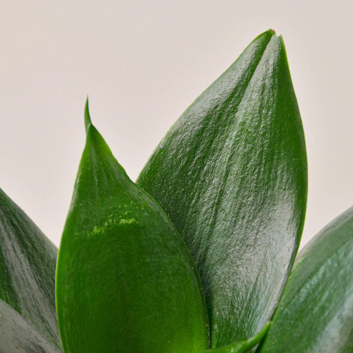 Snake Plant &