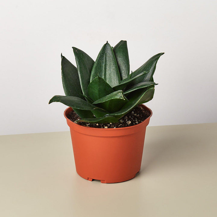 Snake Plant &