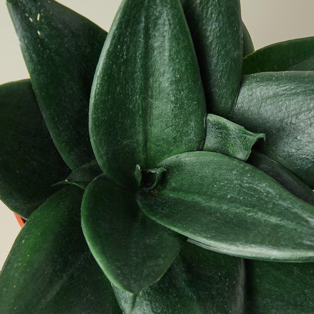 Snake Plant &