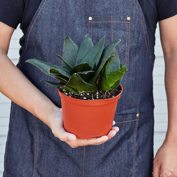Snake Plant &