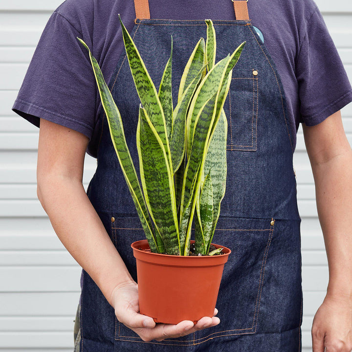 Snake Plant &