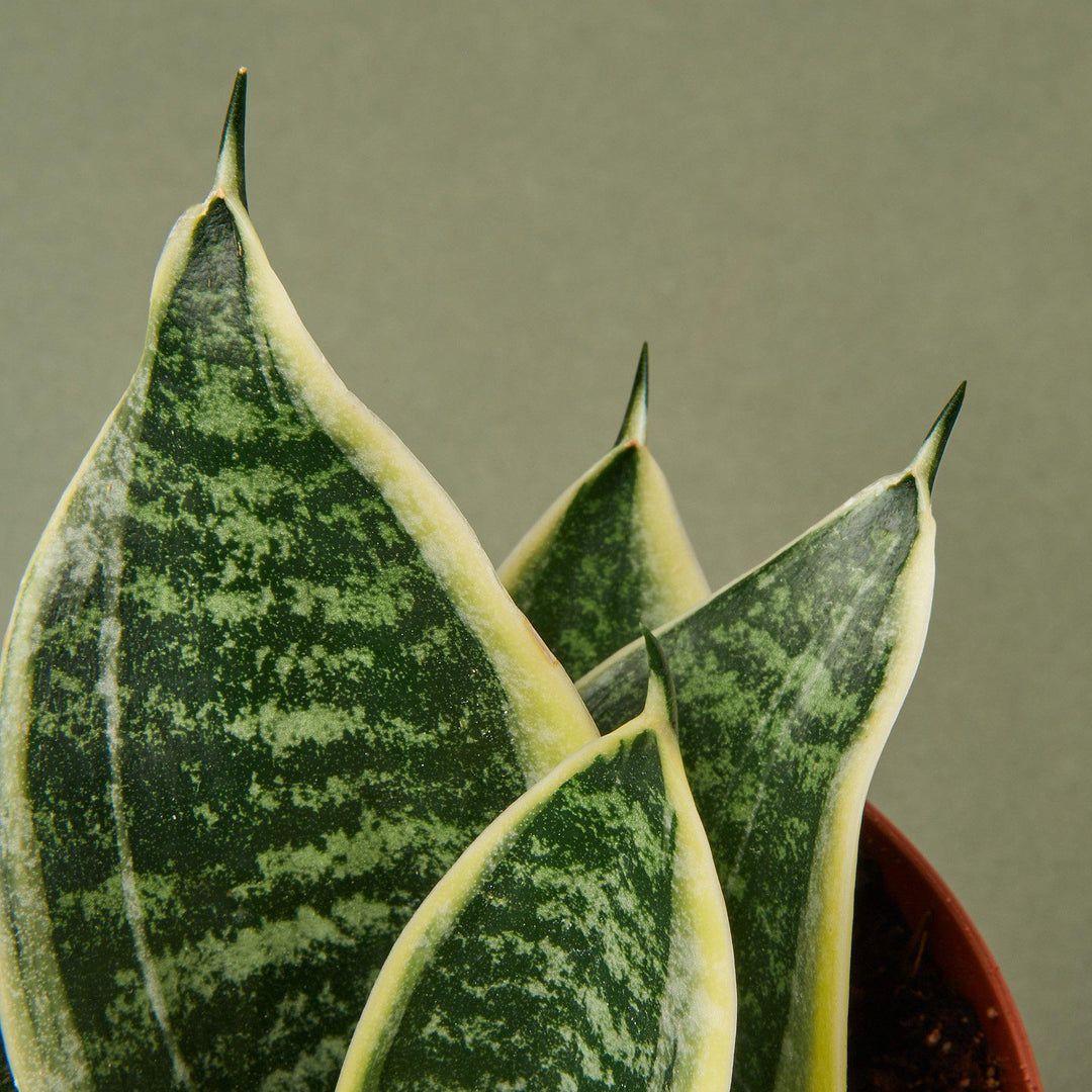 Snake Plant &