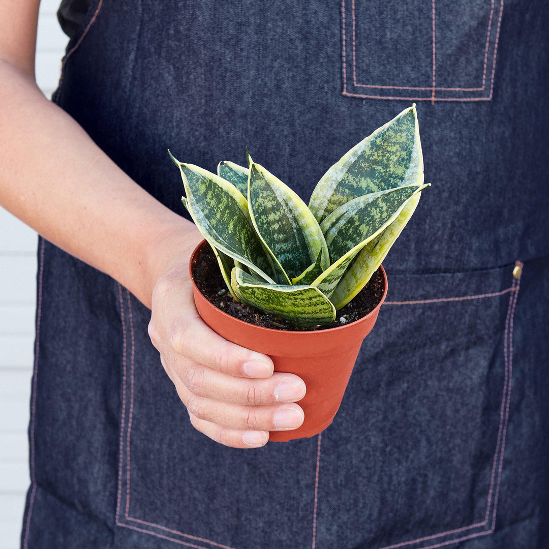 Snake Plant &