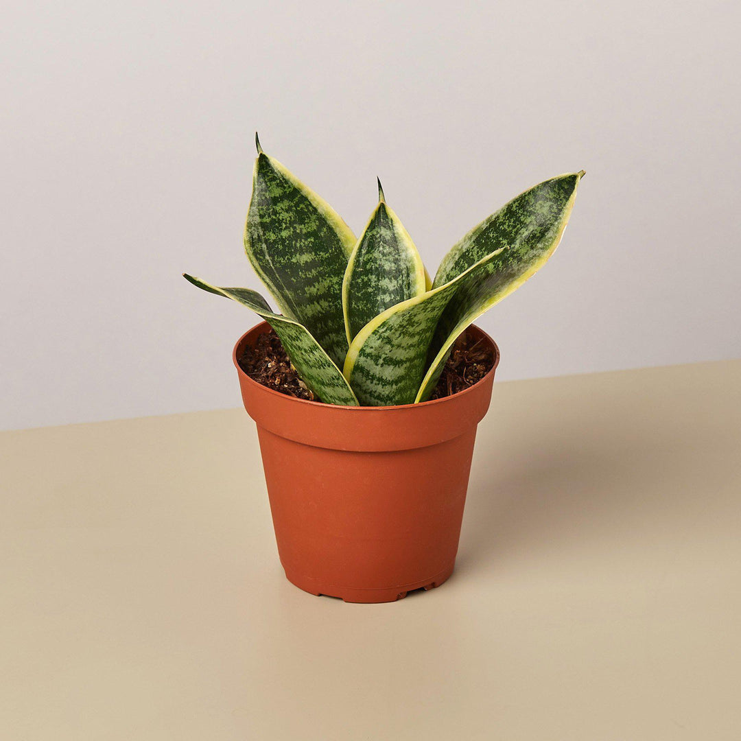 Snake Plant &