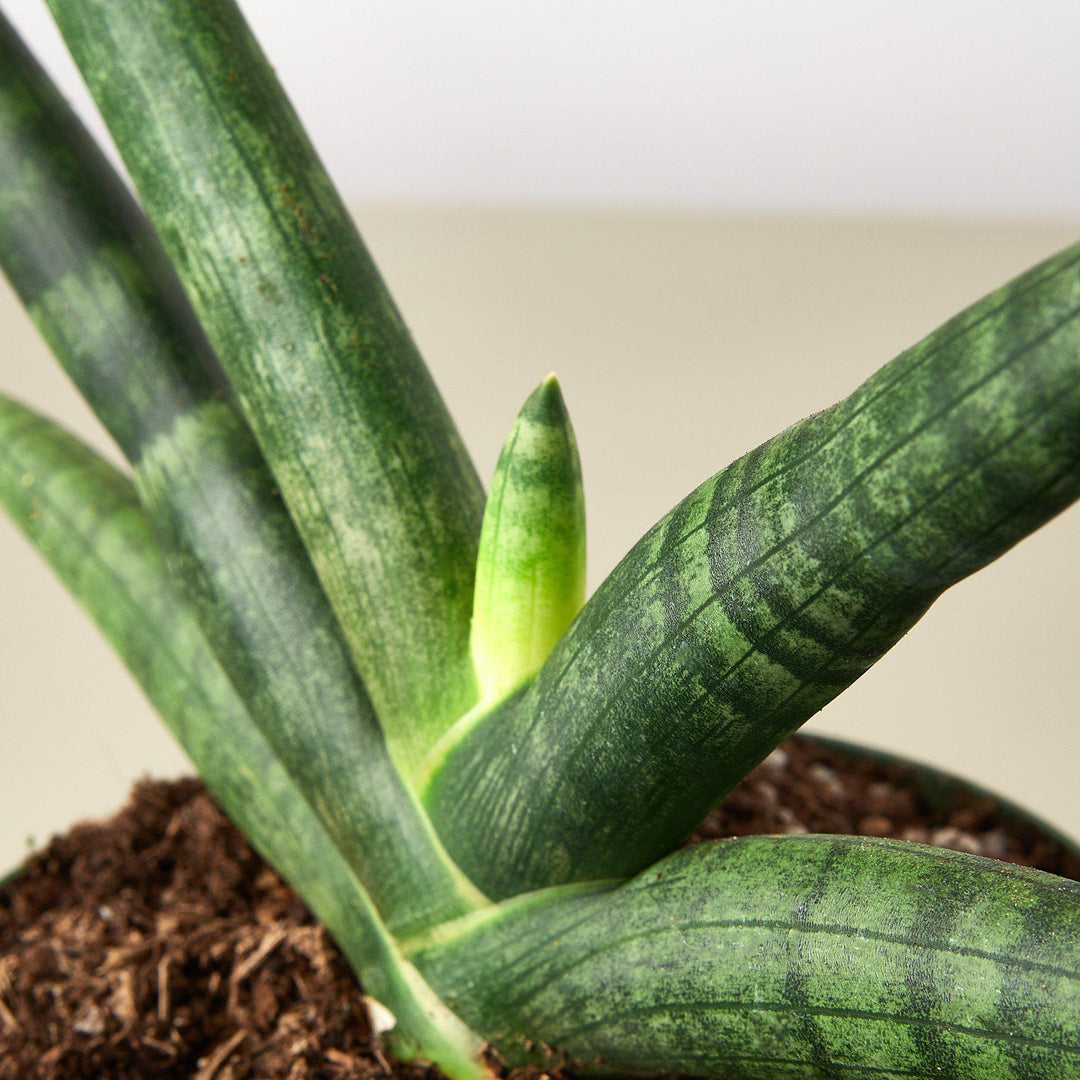 Snake Plant &