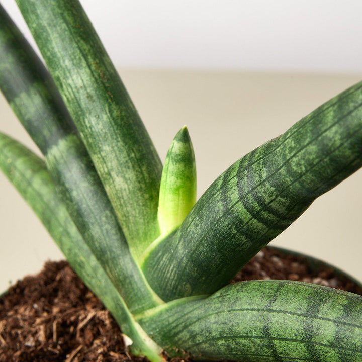 Snake Plant &