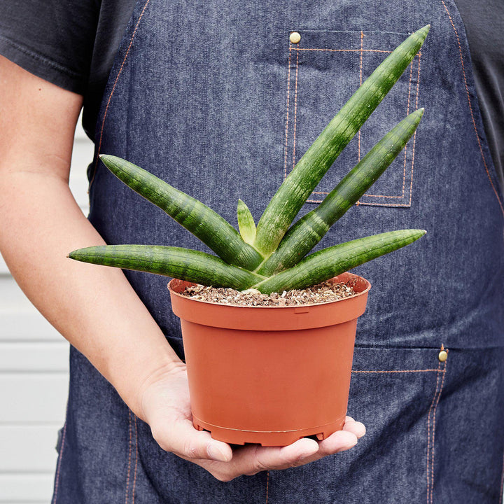 Snake Plant &
