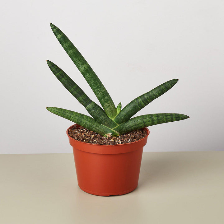 Snake Plant &