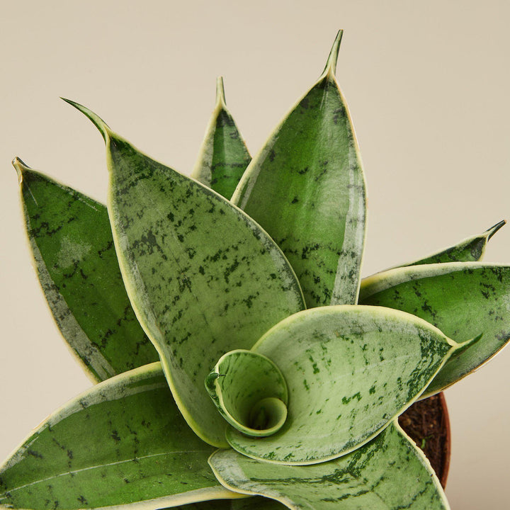 Snake Plant &