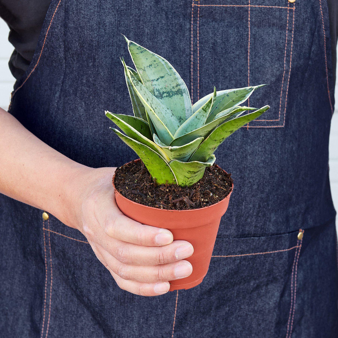 Snake Plant &
