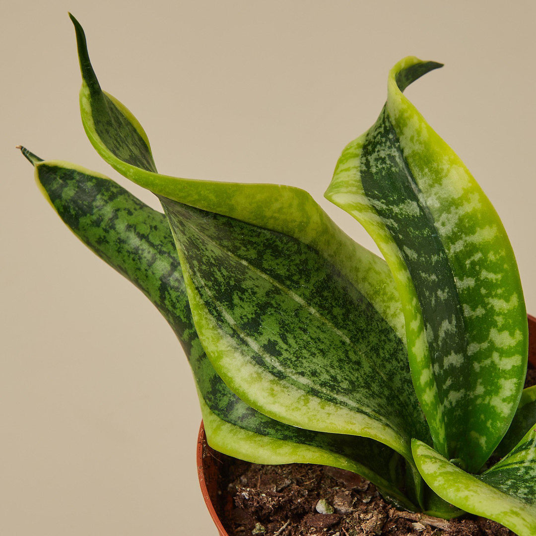 Snake Plant &
