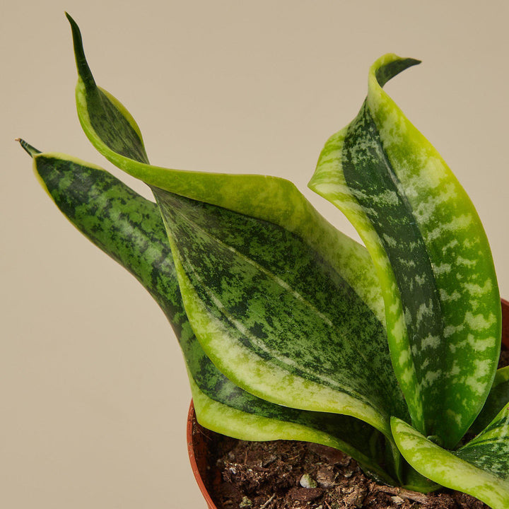 Snake Plant &