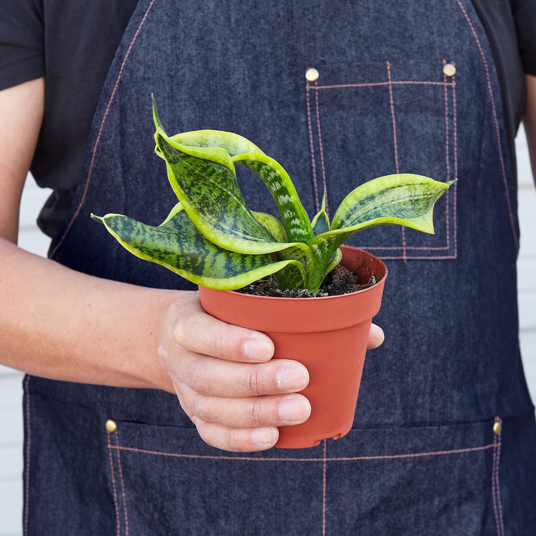 Snake Plant &