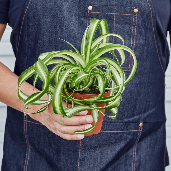 Spider Plant &