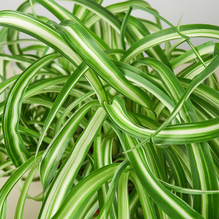Spider Plant &