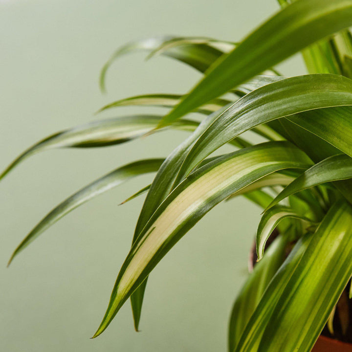 Spider Plant &