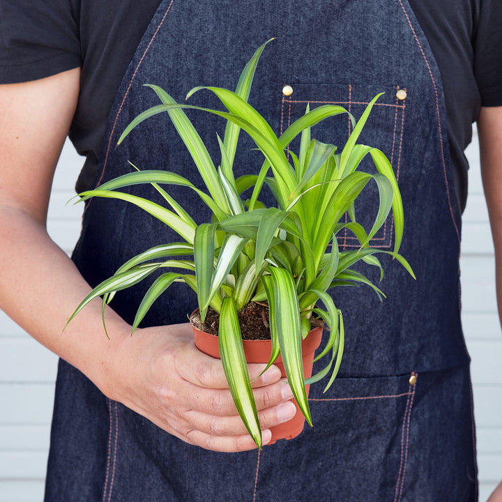 Spider Plant &