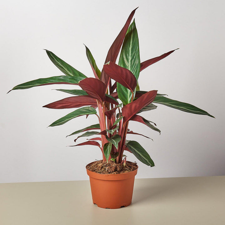 Stromanthe &